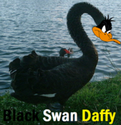 Black-Swan-Daffy